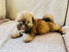Shih Tzu Puppies