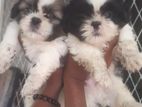 Shih tzu Puppies