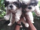 Shih Tzu Puppies