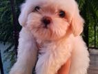Shih Tzu Puppies