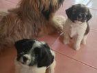 Shih Tzu Puppies