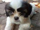 Shih Tzu Puppies