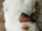 Shih Tzu Puppies