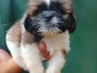 Shih Tzu Puppies