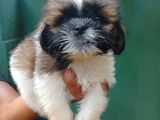 Shih Tzu Puppies