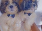 Shih Tzu Puppies