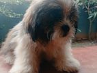 Shih Tzu Puppies