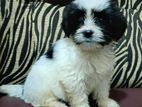 Shih Tzu Puppies