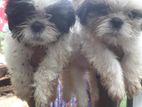 Shih Tzu Puppies