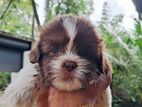 Shih Tzu Puppies