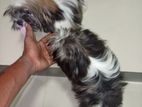 Shih Tzu Puppies