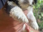 Shih Tzu Puppies