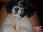 Shih Tzu Puppies