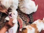 Shih Tzu Puppies