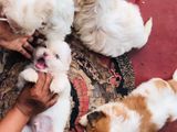 Shih Tzu Puppies