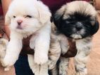 Shih Tzu Puppies