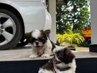 Shih tzu puppies