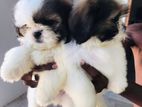 Shih Tzu Puppies