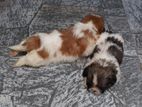 Shih Tzu Puppies