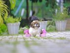 Shih Tzu Puppies