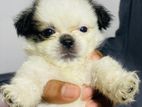 Shih Tzu Puppies