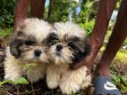 Shih Tzu Puppies