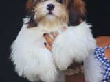 Shih Tzu Puppies