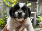 Shih Tzu Puppies