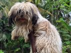 Shih Tzu Puppies