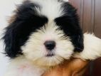 Shih Tzu Puppies