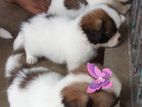 Shih Tzu Puppies