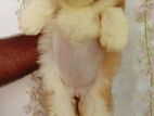 Shih Tzu Puppies
