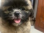 Shih Tzu Puppies