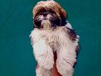 Shih Tzu Puppies