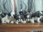 Shih Tzu Puppies