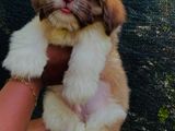 Shih Tzu Puppies