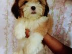 Shih Tzu puppies