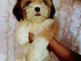 Shih Tzu puppies