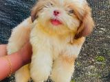 Shih Tzu Puppies