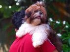 Shih Tzu Puppies