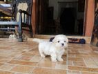 Shih Tzu Puppies
