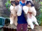 Shih Tzu Puppies