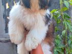 Shih Tzu Puppies