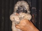 Shih Tzu Puppies