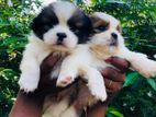 Shih Tzu Puppies