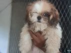 Shih Tzu Puppies