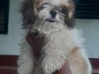 Shih Tzu Puppies