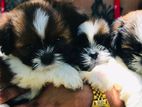 Shih Tzu Puppies
