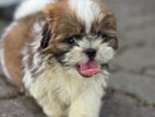 Shih Tzu Puppies