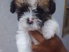 Shih Tzu Puppies